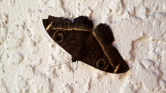 Insect nature wing