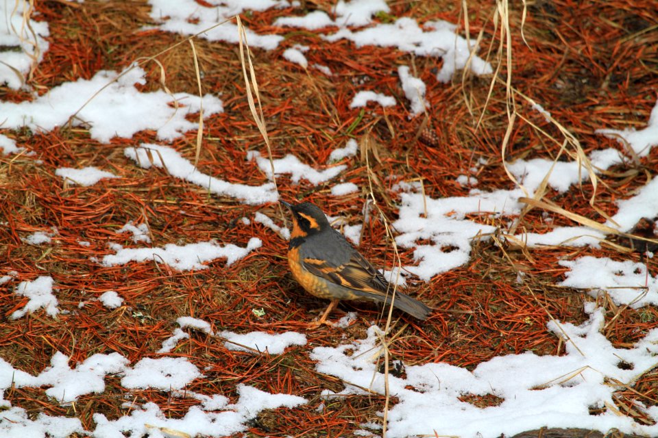 Varied Thrush (Ixoreus naevius)