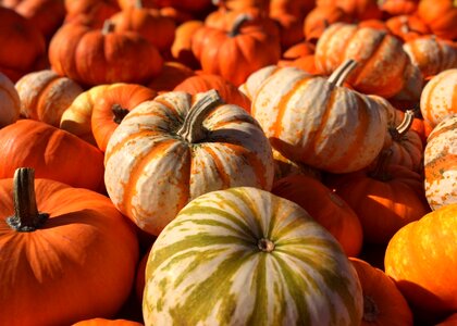 Fall autumn orange