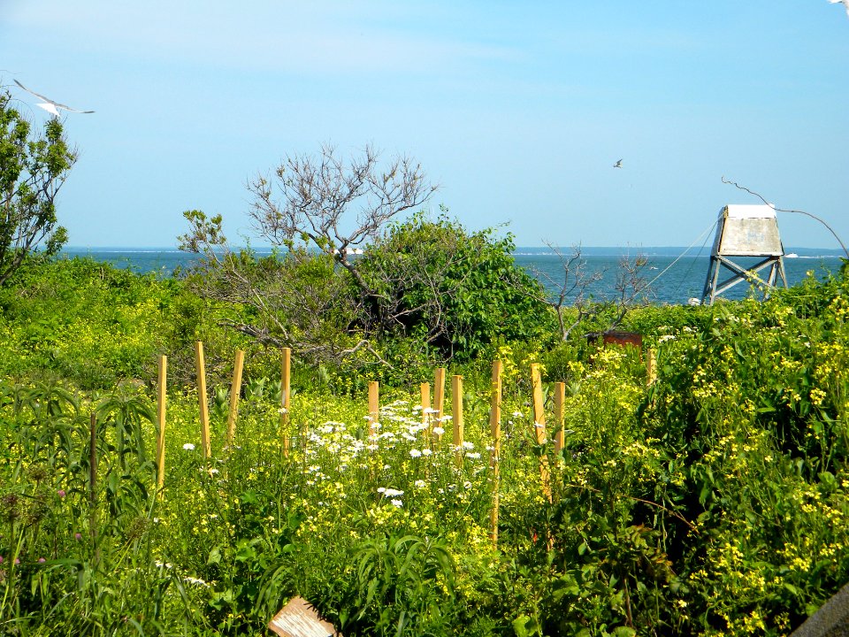 Great Gull Island, NY