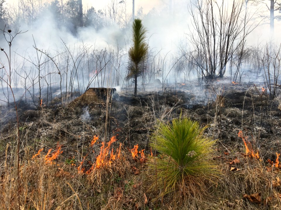 Controlled burn to restore mountain longleaf pine in northwest Georgia - 170317-FS-Chattahoochee-Oconee-SB-005