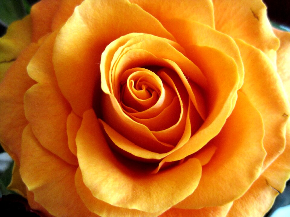 Orange nature orange flower orange rose photo