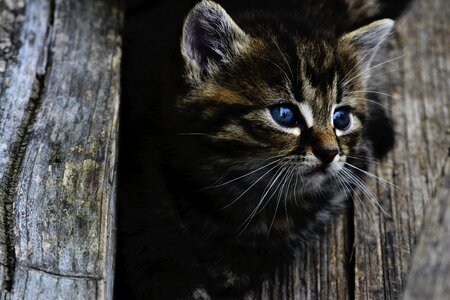 Little wood feline photo