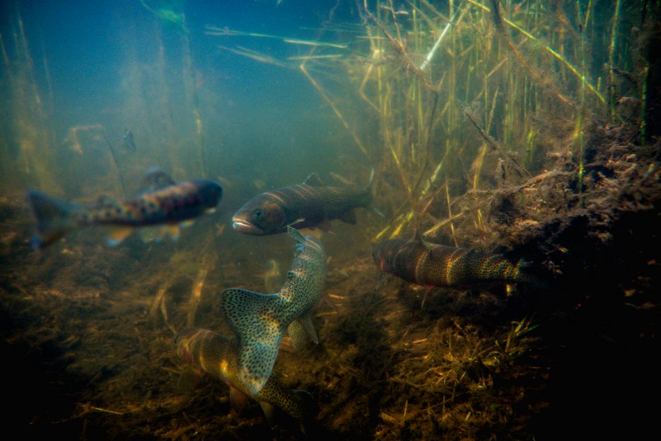 westslope cutthroat trout (Oncorhynchus clarki lewisi)