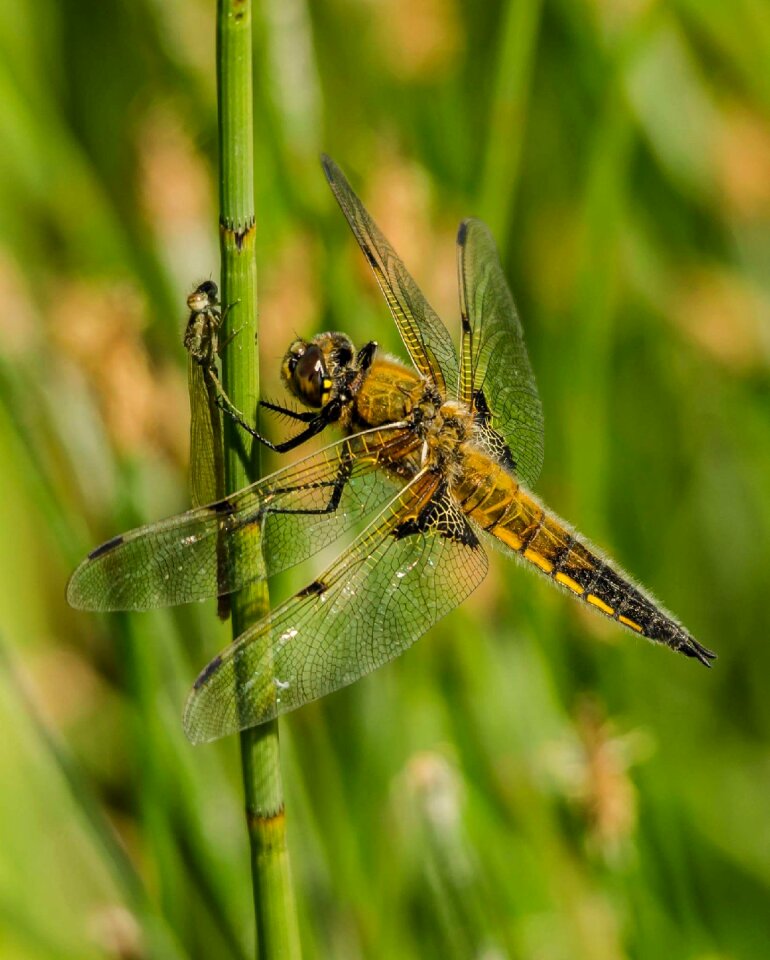 Summer nature wings photo