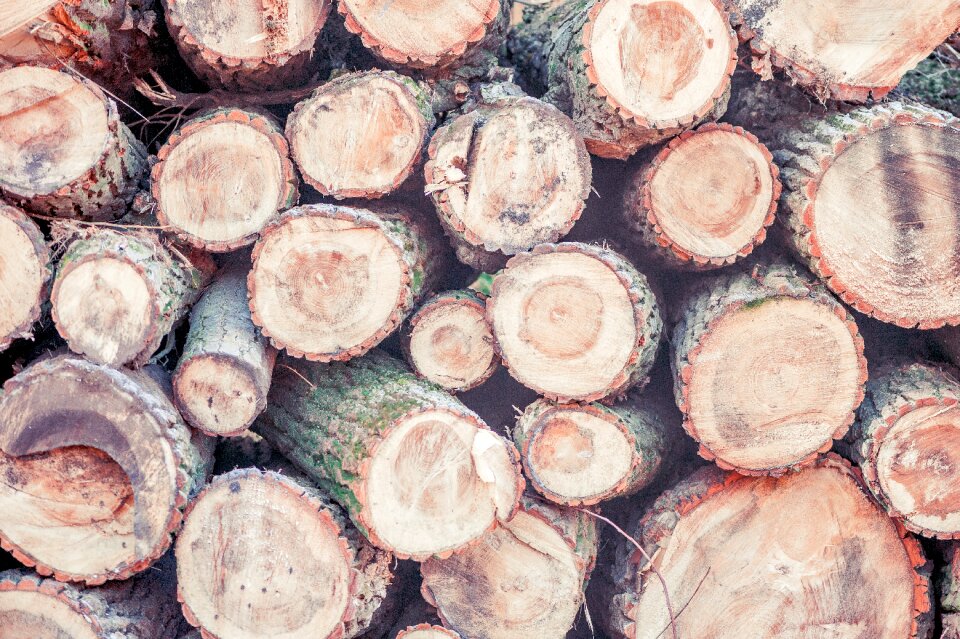 Strains annual rings sawed off