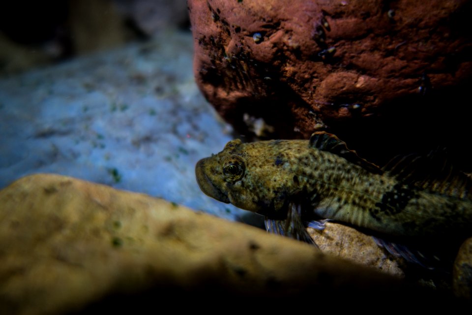 Sculpin in St. Mary River