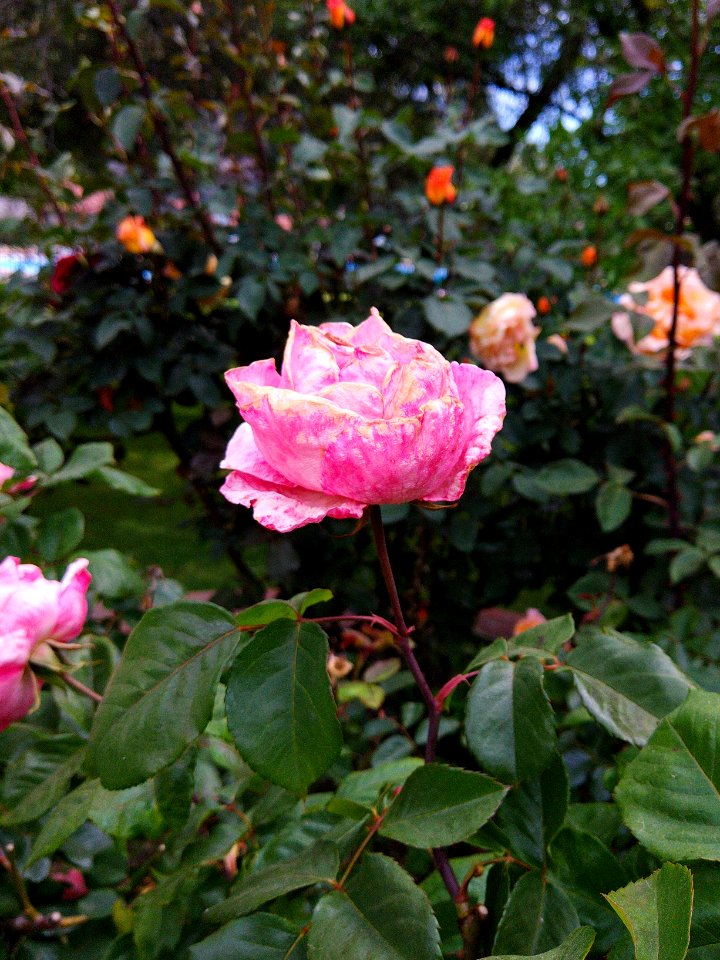 Flor madura