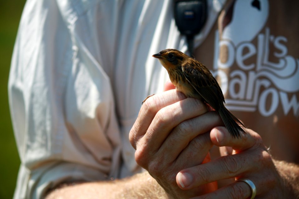 Salt marsh sparrow