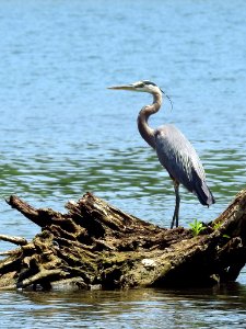 Great Blue Heron at Paden Island