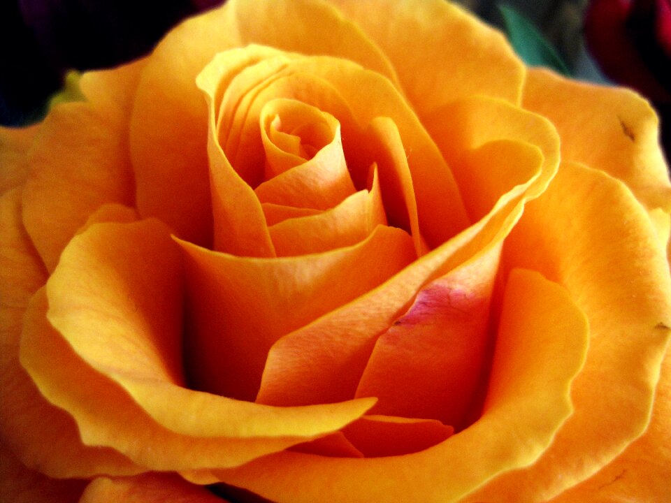 Orange nature orange flower orange rose