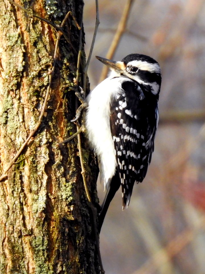 Hairy Woodpecker
