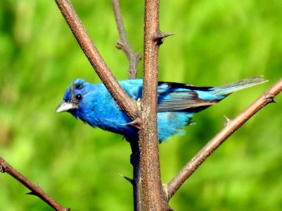 Indigo Bunting photo