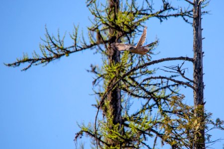 Coopers Hawk - Accipiter cooperii