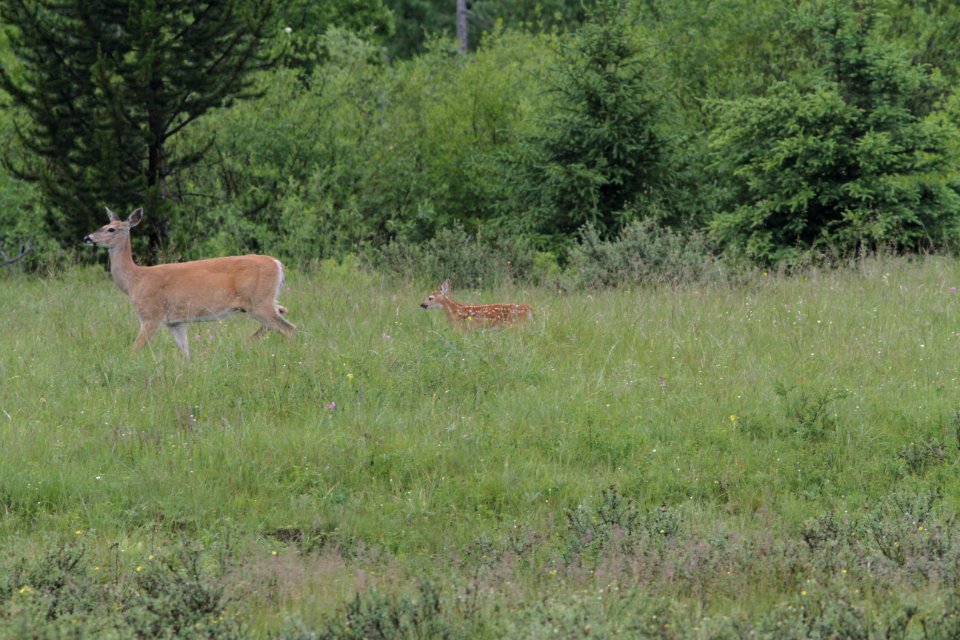 Fawn and Doe Whitetail