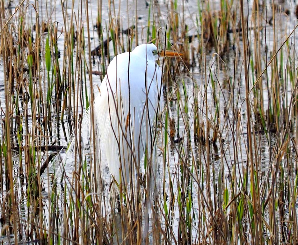 Great Egret at John Heinz National Wildlife Refuge at Tinicum