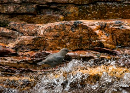 Dipper- on the hunt