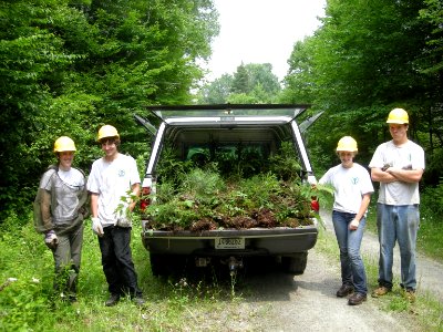 Harvesting spruce seedlings