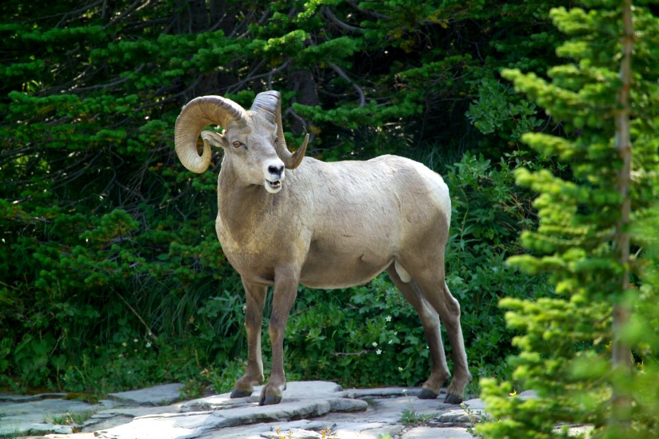 Bighorn ram photo