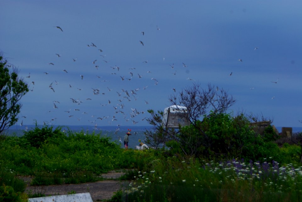 Great Gull Island, NY