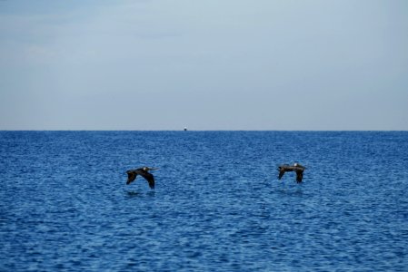 Pass-A-Grille Beach photo