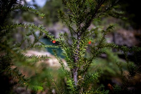 Pacific Yew photo