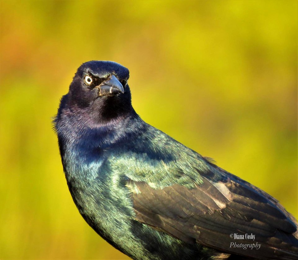 Common Grackle