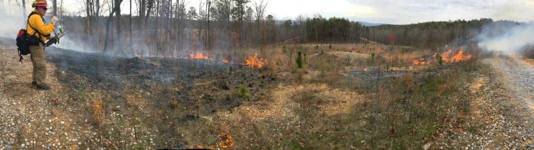 Controlled burn to restore mountain longleaf pine in northwest Georgia - 170317-FS-Chattahoochee-Oconee-SB-012