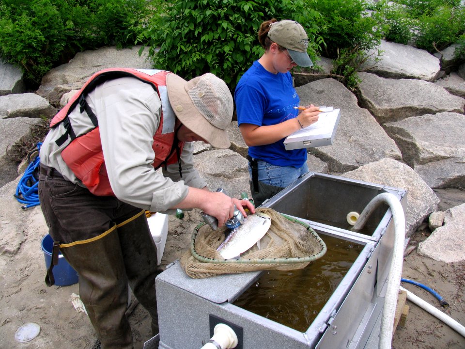 Merrimack shad sampling