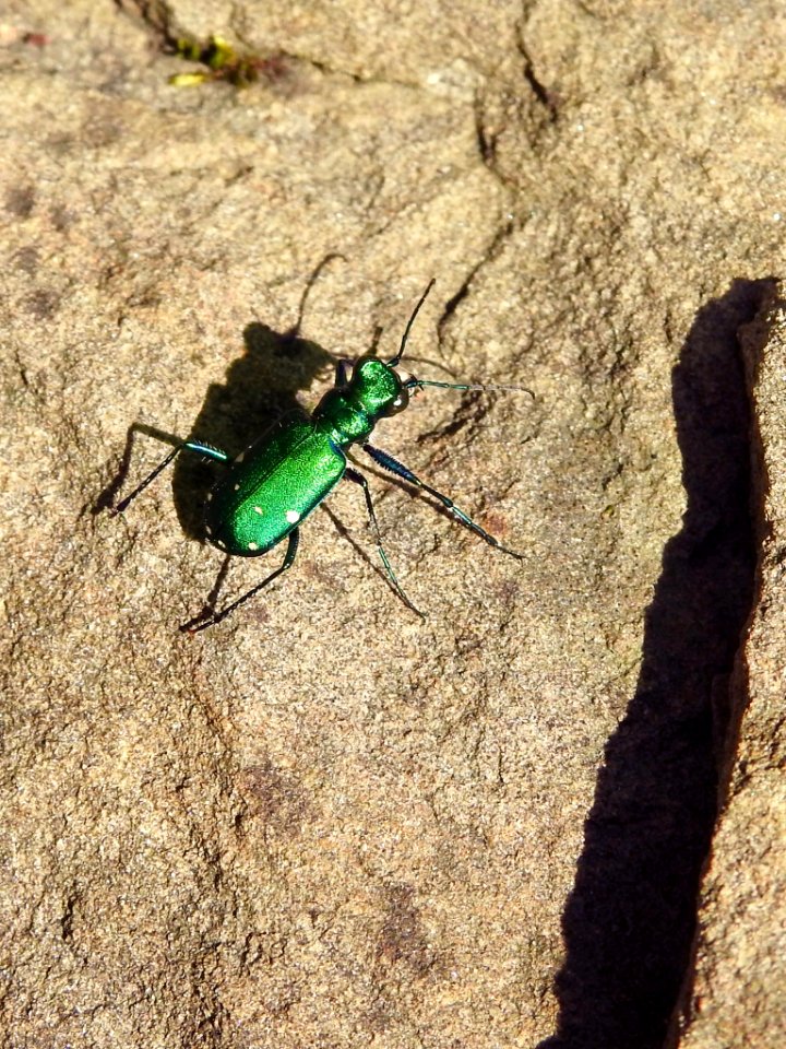 Six Spotted Tiger Beetle