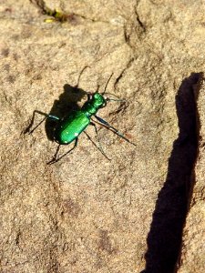 Six Spotted Tiger Beetle