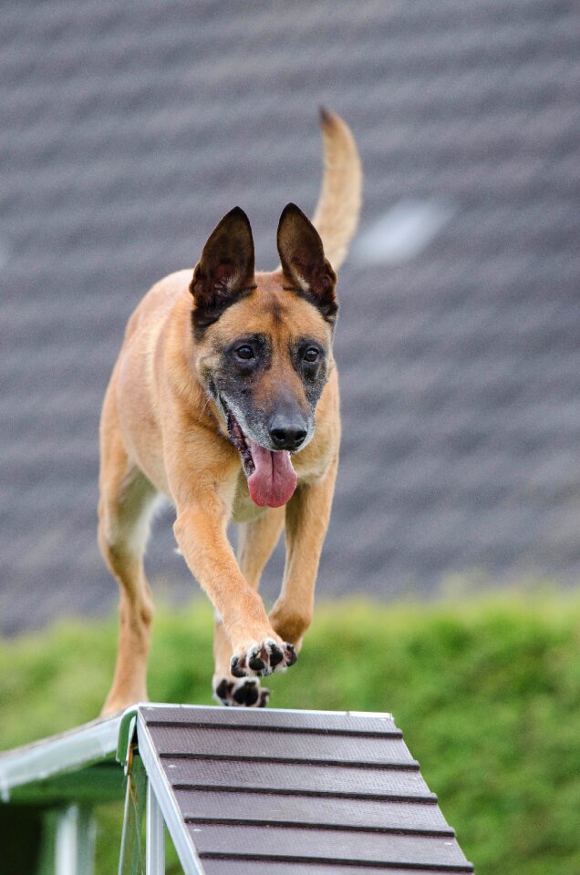 Catwalk training dog training
