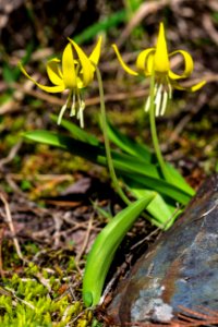 Glacier Lily - Erythronium grandiflorum