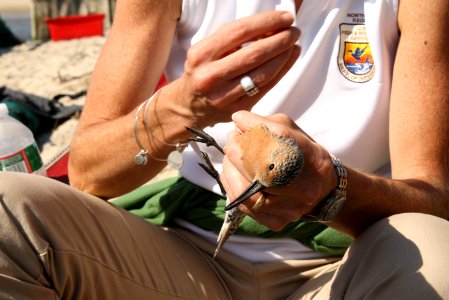 USFWS Northeast Regional Director Wendi Weber carefully bands a rufa red knot shore bird, Fortescue Beach (NJ)