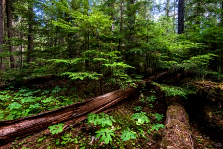 Forest Floor- Alternative View of Fallen Log and Saplings B photo