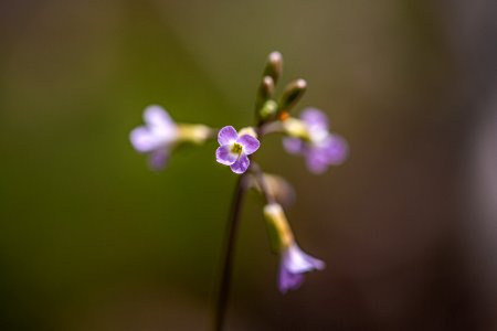 Wildflower photo