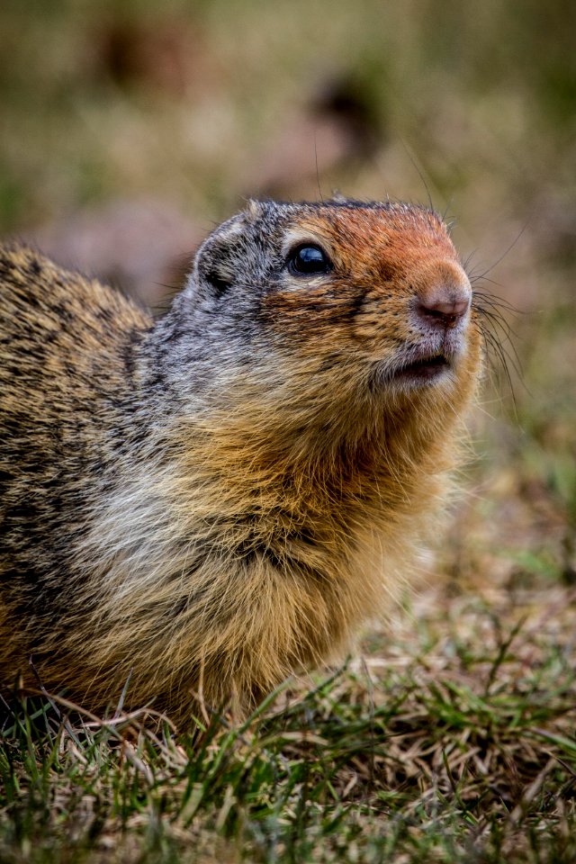 Columbian Ground Squirrel at Lake McDonald Lodge