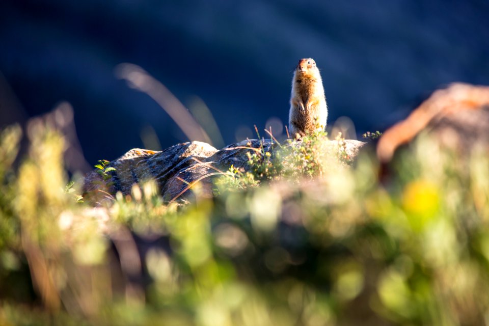 Columbia Ground Squirrel