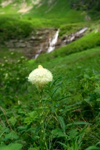 Beargrass near Logan Creek