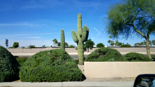 Fry's Cactus on Thunderbird - Phoenix