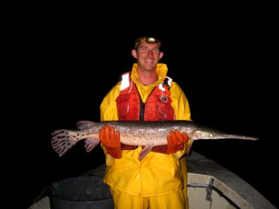 Longnose gar photo