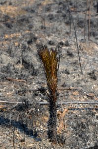 Controlled burn to restore mountain longleaf pine in northwest Georgia - 170317-FS-Chattahoochee-Oconee-SB-054