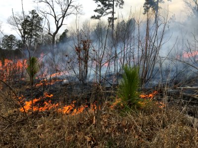 Controlled burn to restore mountain longleaf pine in northwest Georgia - 170317-FS-Chattahoochee-Oconee-SB-004
