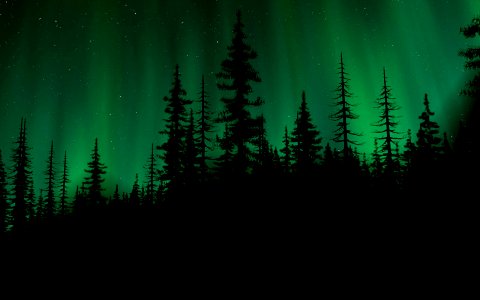 dark forrest 2
