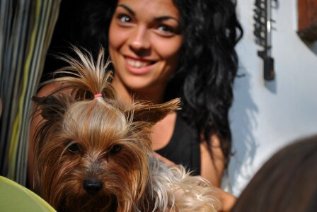 Canine domestic puppy
