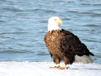 Bald eagle on ice at Eastern Neck National Wildlife Refuge photo