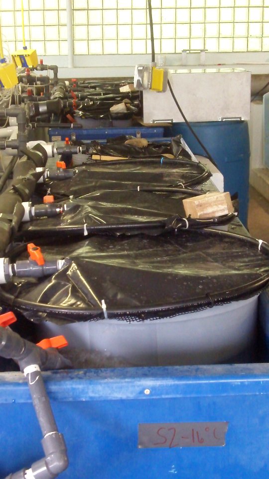 Tanks Developed for Lake Trout Research