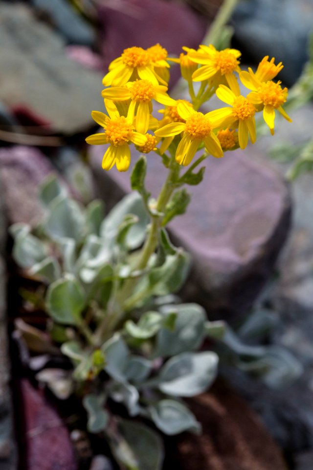 Woolly Groundsel - Packera cana