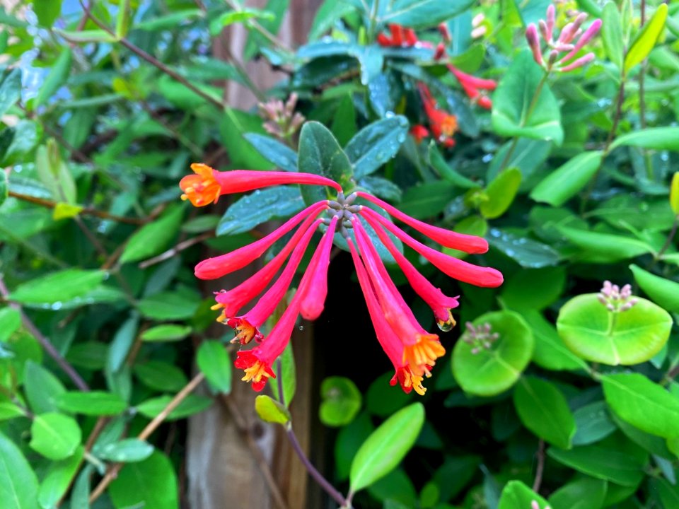 Red coral honeysuckle Rappahannock Mullins, C. USFWS 4-2021