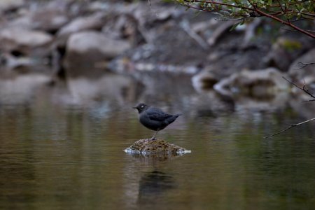 American Dipper